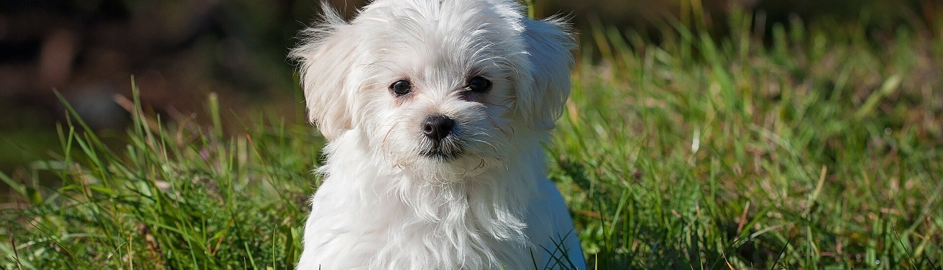 Commune Albias Propreté Canine Tarn-et-Garonne